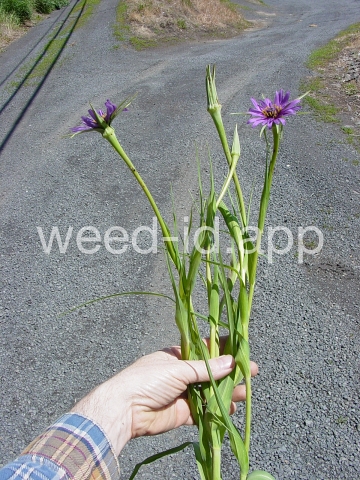 salsify, common